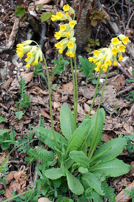 Primula veris  del Sengio Alto -  Primula x tommasinii